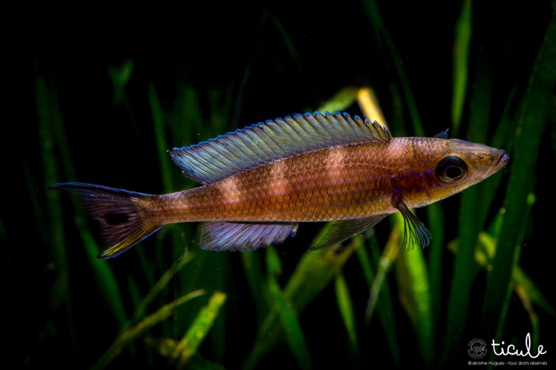 Paracyprichromis brieni 'Kitumba'